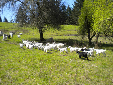 cashmere goat herd